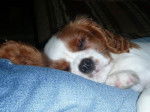 Elgie chiot de 11 semaines - Cavalier King Charles Spaniel