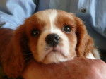 Elgie Cavalier King Charles de 11 semaines - Cavalier King Charles Spaniel