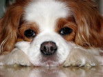 Lotus beau portrait Cavalier King Charles - Cavalier King Charles Spaniel