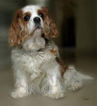 Lotus 13 ans - Cavalier King Charles Spaniel (13 ans)