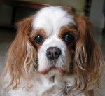 Lotus chienne Cavalier Kink Charles 13 ans - Cavalier King Charles Spaniel (13 ans)