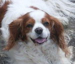 Newton - Cavalier King Charles Spaniel