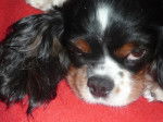 Maya - Cavalier King Charles Spaniel