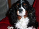 Maya portrait - Cavalier King Charles Spaniel