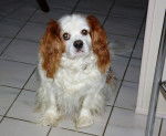 Scoty 8 ans - Cavalier King Charles Spaniel (8 ans)