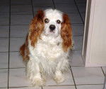 Scoty Cavalier King Charles de 8 ans en photo - Cavalier King Charles Spaniel (8 ans)