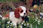 Ambre Libertine, chiot Cavalier King Charles - Cavalier King Charles Spaniel