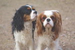 Ambre et Chiper du Domaine de Cyndel - Cavalier King Charles Spaniel