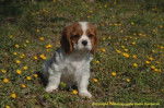 Chiot Cavalier King Charles - Cavalier King Charles Spaniel