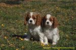Deux chiots Cavaliers King Charles - Cavalier King Charles Spaniel