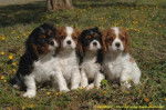 Chiots Cavaliers King Charles - Cavalier King Charles Spaniel