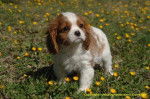 Adorable chiot Cavalier King Charles - Cavalier King Charles Spaniel