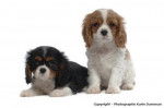 Deux adorables chiots cavaliers King Charles - Cavalier King Charles Spaniel