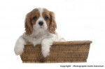 Chiot Cavalier King Charles - Karin Damman - Cavalier King Charles Spaniel