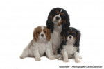 Cavaliers King charles - Cavalier King Charles Spaniel