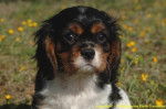 Cavalier King Charles tricolore - Cavalier King Charles Spaniel