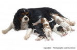 Maman cavalier king charles et ses bébés - Cavalier King Charles Spaniel