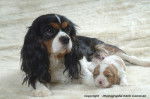 Maman cavalier king Charles et son bébé - Cavalier King Charles Spaniel