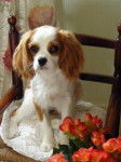 ErannLady 7 mois - Cavalier King Charles Spaniel (7 mois)