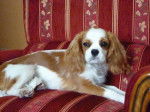 Petite Cavalier King Charles de 7 mois : ErannLady - Cavalier King Charles Spaniel (7 mois)