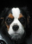 FIDJI petite femelle Cavalier King Charles 10 mois - Cavalier King Charles Spaniel (10 mois)