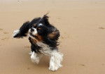 Maya Cavalier King Charles 7 ans - Cavalier King Charles Spaniel (7 ans)
