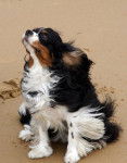 Maya, cavalier King Charles - Cavalier King Charles Spaniel