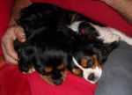 Bingo et Awen, Cavaliers King Charles - Cavalier King Charles Spaniel
