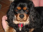 Bingo 4 ans, Cavalier King Charles - Cavalier King Charles Spaniel (4 ans)