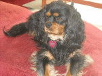 Bingo, 4 ans - Cavalier King Charles Spaniel (4 ans)
