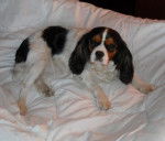 Awen, Cavalier King Charles 6 ans - Cavalier King Charles Spaniel (6 ans)