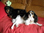 Awen et Bingo - Cavalier King Charles Spaniel