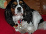 Awen, 6 ans - Cavalier King Charles Spaniel (6 ans)