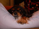 PHOEBE OF SEVIJEAN’S - Cavalier King Charles Spaniel