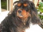 PHOEBE OF SEVIJEAN’S, Cavalier King Charles 11 ans - Cavalier King Charles Spaniel (11 ans)