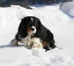 Maya dans la neige - Cavalier King Charles Spaniel
