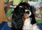 Maya beau portrait Cavalier King Charles - Cavalier King Charles Spaniel