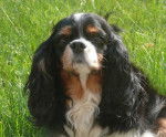 Beau portrait Cavalier King Charles : Maya - Cavalier King Charles Spaniel