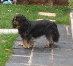 Bingo 4 ans - Cavalier King Charles Spaniel (4 ans)