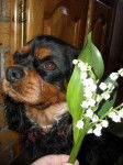 Portrait Bingo cavalier king Charles de 4 ans - Cavalier King Charles Spaniel (4 ans)