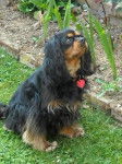 Cavalier King Charles de 4 ans : Bingo - Cavalier King Charles Spaniel (4 ans)
