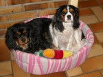 Bingo et Awen, Cavaliers King Charles - Cavalier King Charles Spaniel
