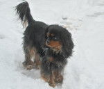 Cavalier King Charles : Bingo 4 ans - Cavalier King Charles Spaniel (4 ans)