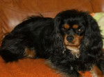 Cavalier King Charles : Bingo - Cavalier King Charles Spaniel