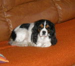 Cavalier King Charles : Awen 6 ans - Cavalier King Charles Spaniel (6 ans)