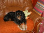 Cavalier King Charles, Bingo 4 ans - Cavalier King Charles Spaniel (4 ans)