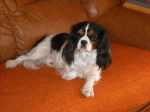 Cavalier King Charles : Awen - Cavalier King Charles Spaniel