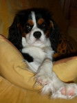 Cavalier king charles 14 mois : Elite - Cavalier King Charles Spaniel (1 an et 2 mois)