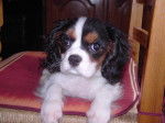 Elite cavalier king charles tricolore 14 mois - Cavalier King Charles Spaniel (1 an et 2 mois)
