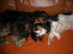 Awen et Bingo, cavaliers king charles - Cavalier King Charles Spaniel